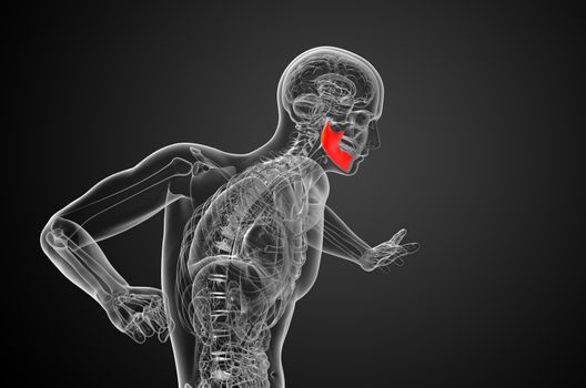 3d rendered illustration - jaw bone - side view