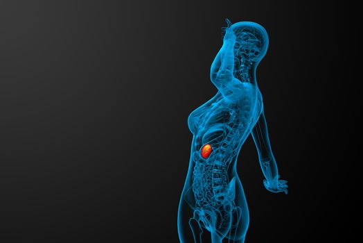 3d render medical illustration of the spleen - side view
