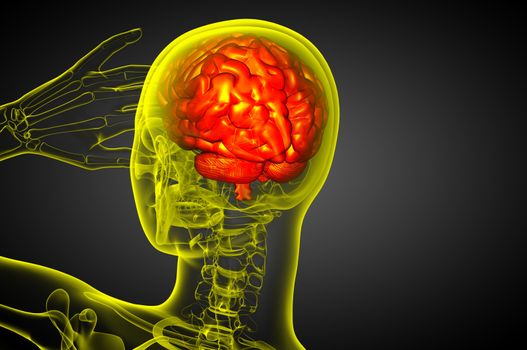 3D medical illustration of the brain  - back view
