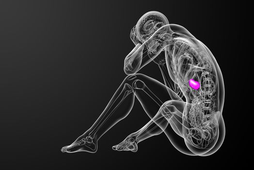 3d render medical illustration of the spleen - side view