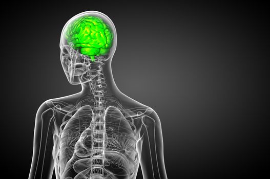 3D medical illustration of the brain  - back view