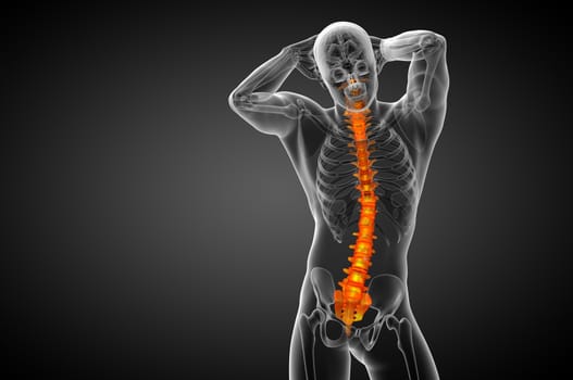 3d render medical illustration of the human spine - front view