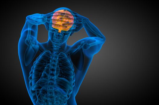 3D medical illustration of the brain  - back view