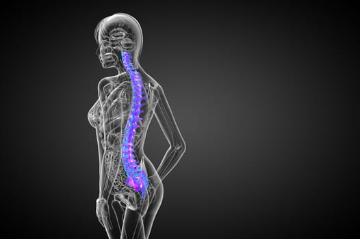 3d render medical illustration of the human spine - side view