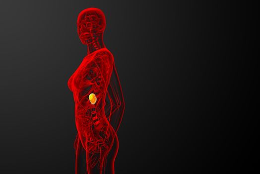 3d render medical illustration of the spleen - side view