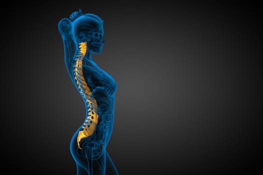 3d render medical illustration of the human spine - side view