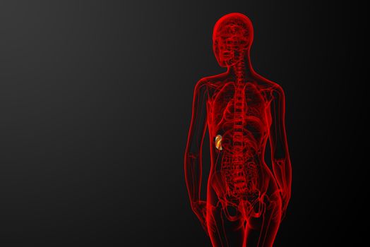 3d render medical illustration of the spleen - back view