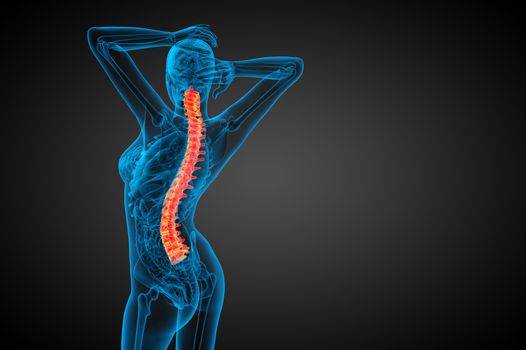 3d render medical illustration of the human spine - side view