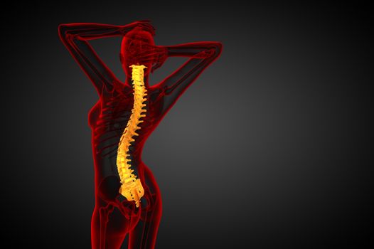 3d render medical illustration of the human spine - side view