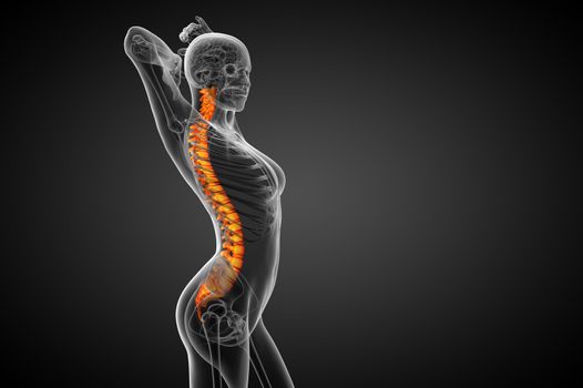 3d render medical illustration of the human spine - side view