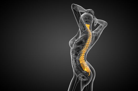 3d render medical illustration of the human spine - side view