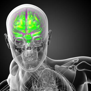 3D medical illustration of the brain  - front view