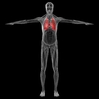 3D medical illustration of the human lung - front view