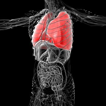 3D medical illustration of the human lung - side view