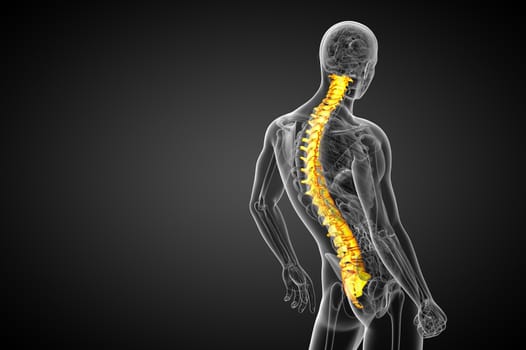 3d render medical illustration of the human spine - side view