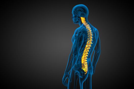 3d render medical illustration of the human spine - side view