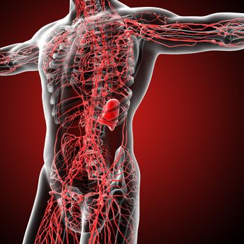 3d render medical illustration of the lymphatic system - side view