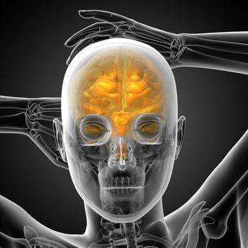 3D medical illustration of the brain  - front view