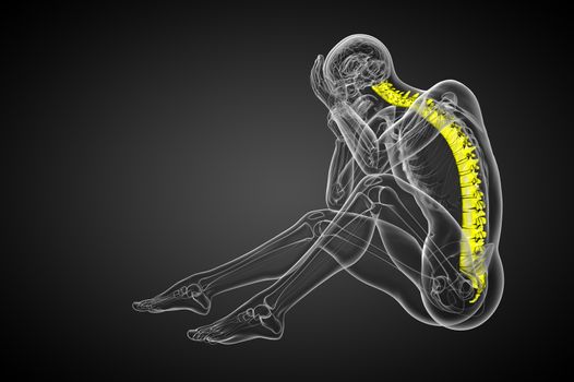 3d render medical illustration of the human spine - side view
