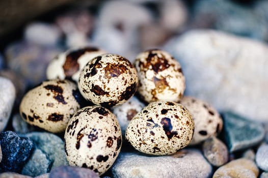 Group of quail eggs on the sea pebbles