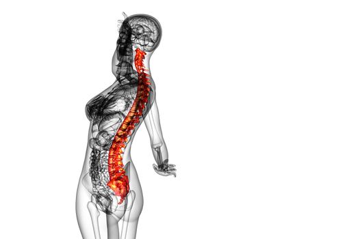 3d render medical illustration of the human spine - side view