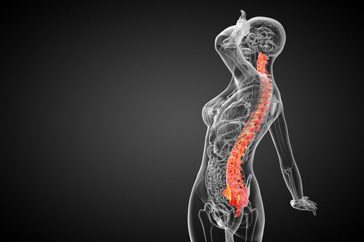 3d render medical illustration of the human spine - side view