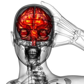 3D medical illustration of the brain  - front view