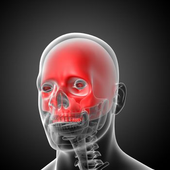 3d render medical illustration of the upper skull  - front view