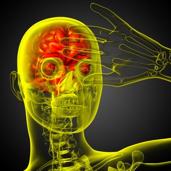 3D medical illustration of the brain  - front view