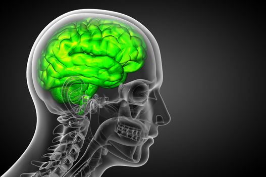 3D medical illustration of the brain  - side view