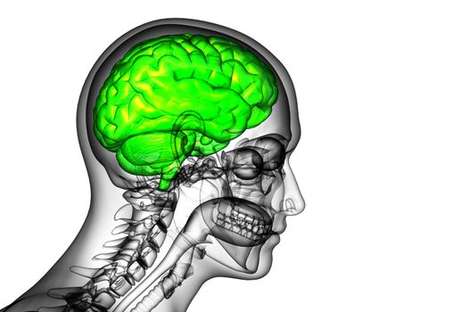 3D medical illustration of the brain  - side view