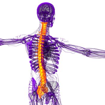 3d render medical illustration of the human spine - side view