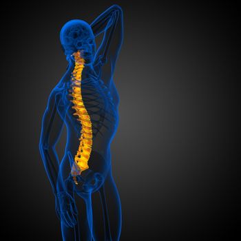 3d render medical illustration of the human spine - side view