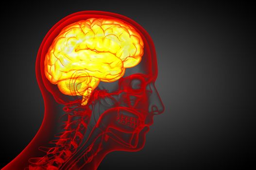 3D medical illustration of the brain  - side view