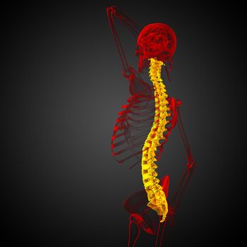 3d render medical illustration of the human spine - side view