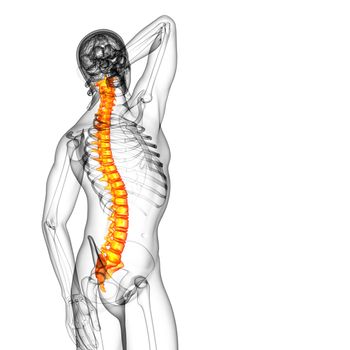 3d render medical illustration of the human spine - side view