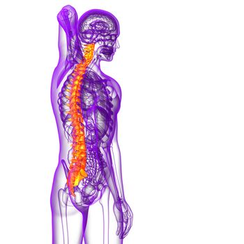 3d render medical illustration of the human spine - side view