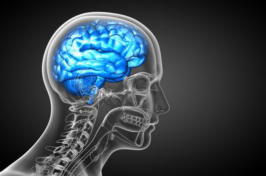 3D medical illustration of the brain  - side view