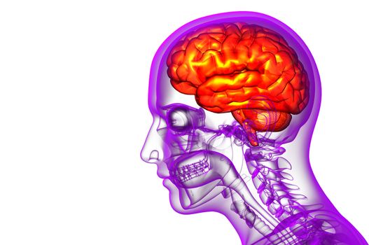 3D medical illustration of the brain  - side view
