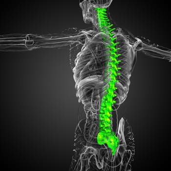 3d render medical illustration of the human spine - side view