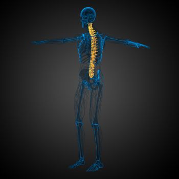 3d render medical illustration of the human spine - side view