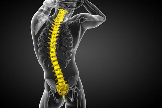 3d render medical illustration of the human spine - back view
