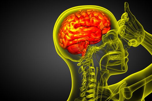 3D medical illustration of the brain  - side view