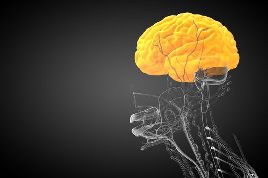 3D medical illustration of the brain  - side view