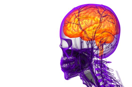 3D medical illustration of the brain  - side view