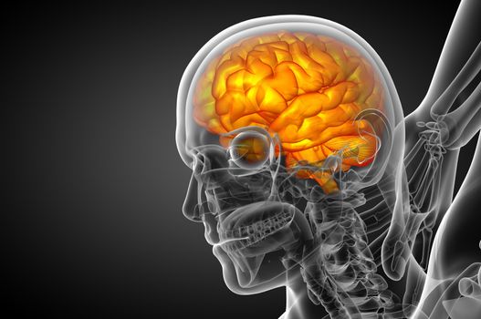 3D medical illustration of the brain  - side view