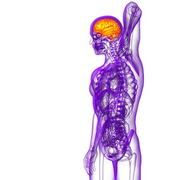 3D medical illustration of the brain  - side view