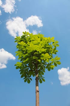 a young chestnut tree on blue sky background