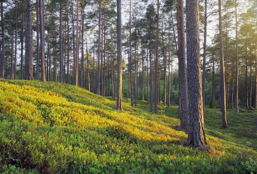 A Nordic Pine Forest in Evening Light