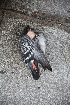 Close up of a dead bird on asphalt in the city